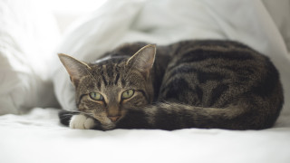 Cat bed white sheets light - the window free wallpaper