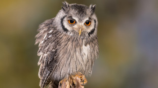 Small owl orange eyes branch 2 - a small owl free wallpaper