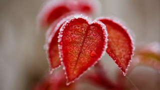 Red flower water droplets macro 6 - a red flower free wallpaper