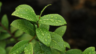 Green leaf water drops macro 9 - a green plant in the background free wallpaper