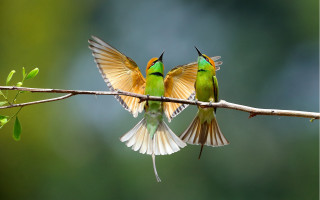 Birds wings spread flying branch - one bird free wallpaper
