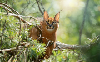 Curious cat on branch woods 2 - curious free wallpaper for desktop