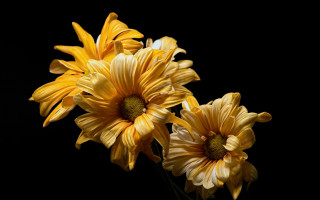 Yellow daisy sunflower vase flower - a black background behind them free wallpaper