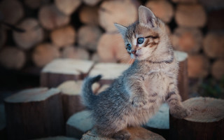 Kitten blurry logs blue eyes - chippy free wallpaper