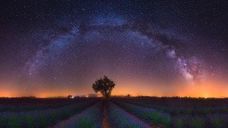 Lone tree night sky purple - a purple hue free wallpaper