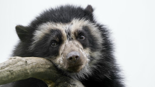 Black white bear holding branch - primitivism free wallpaper for desktop