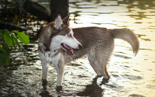 Dog standing water mouth open - caspar wolf free wallpaper