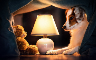 Dog blanket lamp teddy night 2 - the floor next free wallpaper