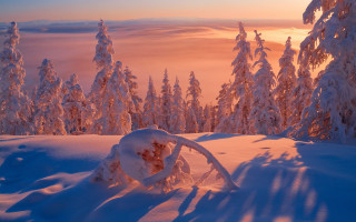 Snowy mountain trees pink sky - dawn free wallpaper