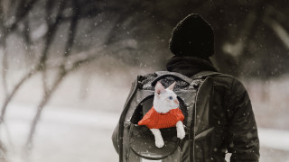 Winter snow dog backpack aurora - artur tarnowski free wallpaper