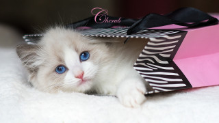 White kitten blue eyes pink - chernik free wallpaper