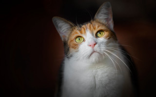 Black cat yellow eyes looking 7 - impressionism free wallpaper for desktop