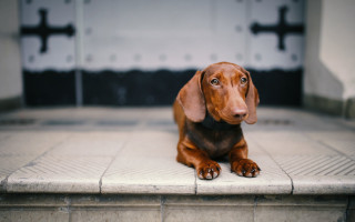 Brown dog tiltshift shiba inu - floor next free wallpaper
