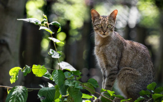 Curious cat on branch woods - sumatraism free wallpaper for desktop