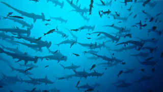 Sharks fish ocean blue water - andrew geddes free wallpaper