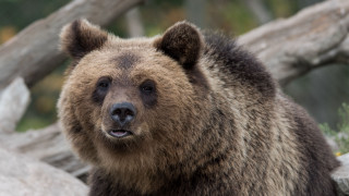 Brown bear forest rocks log - a forest area free wallpaper
