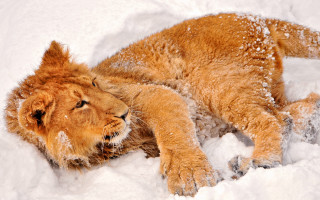 Lion snow resting closed eyes - eye closed free wallpaper for desktop