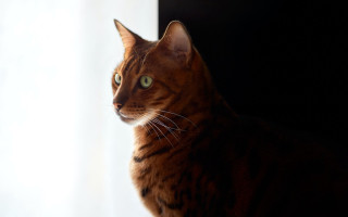 Cat window sill outside light - a window sill free wallpaper