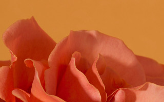 Pink rose soft focus yellow - the petal free wallpaper