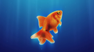Goldfish blue water bubbles aurora - lostfish free wallpaper for desktop