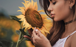 Woman sunflower field blurry elegant - a sunflower free wallpaper