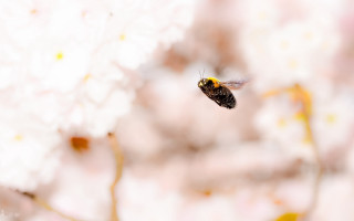 Bee flying away flower blurry - a bee free wallpaper