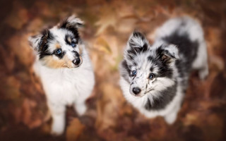 Dogs brown leaves blurry bokeh - two small dog free wallpaper