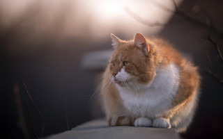 Cat sitting sun closed eyes - a blurry background behind free wallpaper