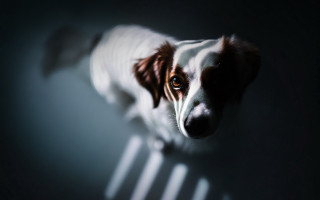 Dog sad chair tiltshift chiaroscuro - chiaroscuro free wallpaper