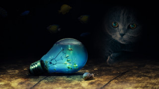 Cat lightbulb tree fish surreal - tiny free wallpaper for desktop