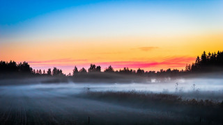 Field trees fog sunset pink - mist free wallpaper