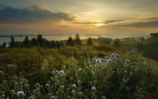 Dandelion field sunset clouds landscape - artur tarnowski free wallpaper for desktop