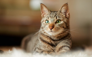 White cat green eyes curious - green eye free wallpaper