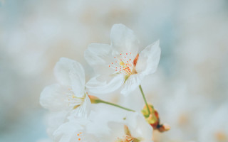 Closeup flower lily lotus white - a blurry background of flowers free wallpaper