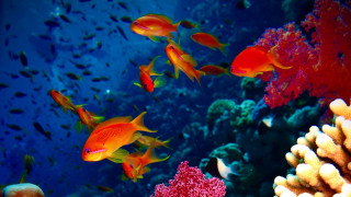 Fish coral reef underwater bubbles - damien hirst free wallpaper