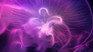 Jellyfish hologram glow purple fire - amano free wallpaper for desktop
