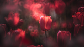 Red flower field black background - soft focus free wallpaper for desktop