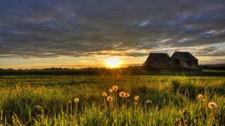 Dandelions grass hill sunset cloudy - free summer wallpaper for desktop