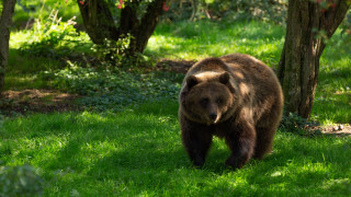 Brown bear forest bird nature - a small bird free wallpaper