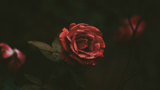 Red rose water droplets dark 3 - the dark background free wallpaper