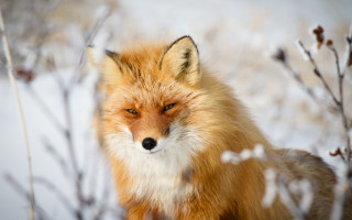 Red fox snow sad eyes 2 - a red fox free wallpaper