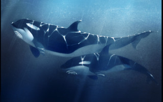 Orcas underwater blue sky galaxy - the ocean water free wallpaper
