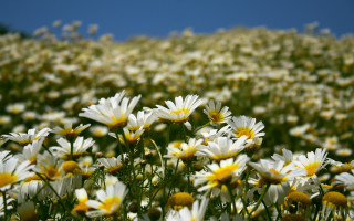 Daisy field blue sky yellow - a few yellow flower free wallpaper