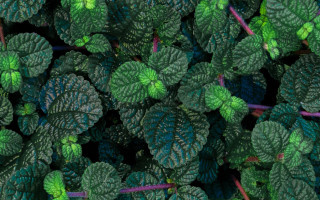 Green plant leaves black background - a green stripe free wallpaper