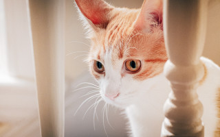 Cat looking camera chair leg - 8 5 mm f 1. free wallpaper