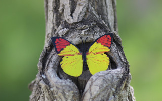 Yellow red butterfly on trunk - a tree trunk free wallpaper