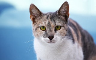 Cat green eyes blurry sky - blue sky free wallpaper