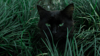 Black cat green eyes tall - a black cat free wallpaper
