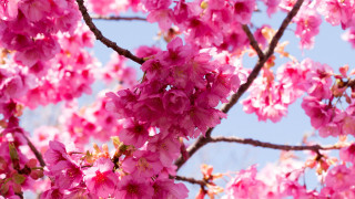 Pink sakura blossoms blue sky 2 - asai chū free wallpaper
