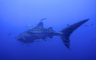 Large shark ocean fish naturism - carl hoppe free wallpaper